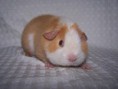 Gamesome ray of sunshine Od Nicolette - Girmy  ♀